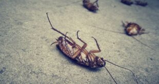 Πώς θα απαλλαγείτε από τις κατσαρίδες
