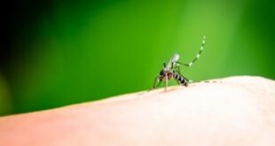 Προστατευτείτε από τα τσιμπήματα των κουνουπιών με φυσικούς τρόπους
