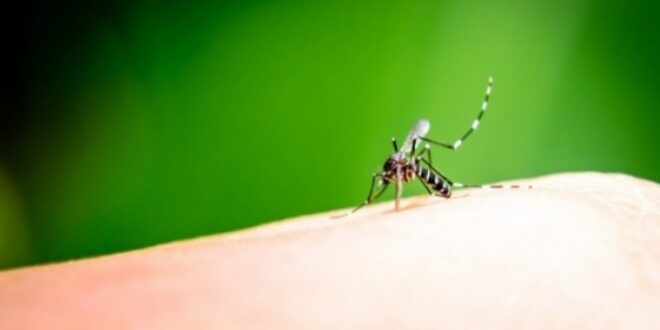 Προστατευτείτε από τα τσιμπήματα των κουνουπιών με φυσικούς τρόπους