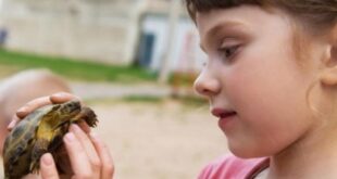 Χελωνάκια και σαλμονέλα: Πώς μπορούν να βλάψουν την υγεία των παιδιών