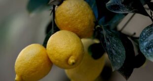 Πέντε χρήσεις του λεμονιού που ίσως δεν ξέρετε