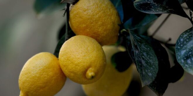 Πέντε χρήσεις του λεμονιού που ίσως δεν ξέρετε