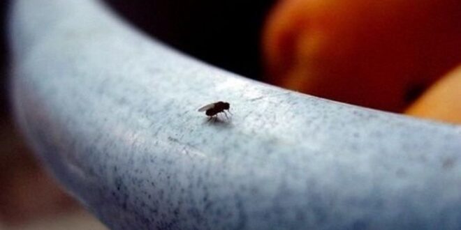 Πώς να εξαφανίσετε τις μύγες από το σπίτι σας