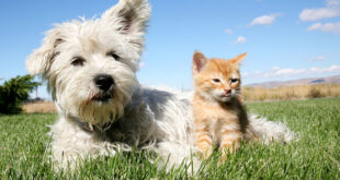Δάγκωμα από σκύλο ή γάτα Τι πρέπει να κάνετε