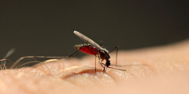 Ελονοσία Πώς μεταδίδεται, με ποια συμπτώματα εκδηλώνεται