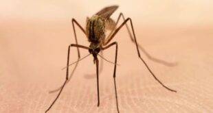 Ενημέρωση για τα κρούσματα ελονοσίας ζητούν ΠΙΣ και ΙΣΑ