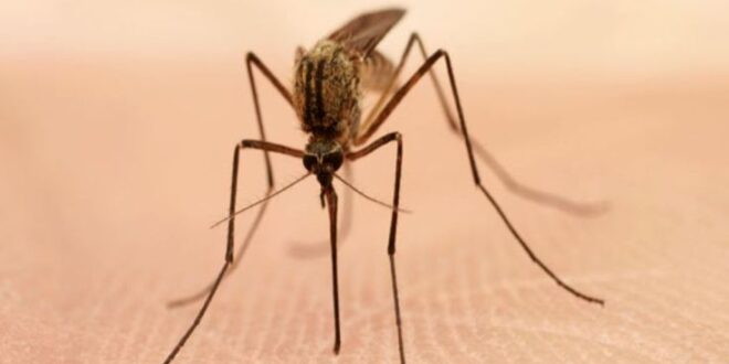Ενημέρωση για τα κρούσματα ελονοσίας ζητούν ΠΙΣ και ΙΣΑ