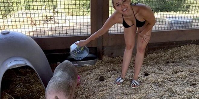 Η Miley Cyrus ταΐζει το γουρούνι της με το μπικίνι