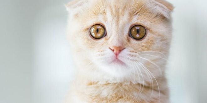 Αλλεργία στη γάτα Τρόποι να περιορίσετε τις ενοχλήσεις