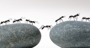 Εξαφανίστε τα μυρμήγκια με φυσικό τρόπο