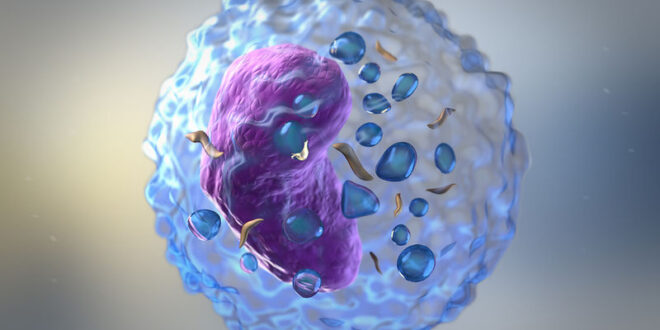 Οι επιστήμονες εξαπολύουν κύτταρα φονιάδες για την αντιμετώπιση της λευχαιμίας