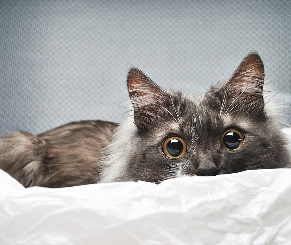 bigstock surprised cat in studio backgr 88970816