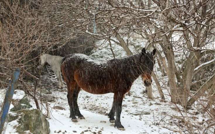 daily-news.gr-xioni-mytilini.jpg