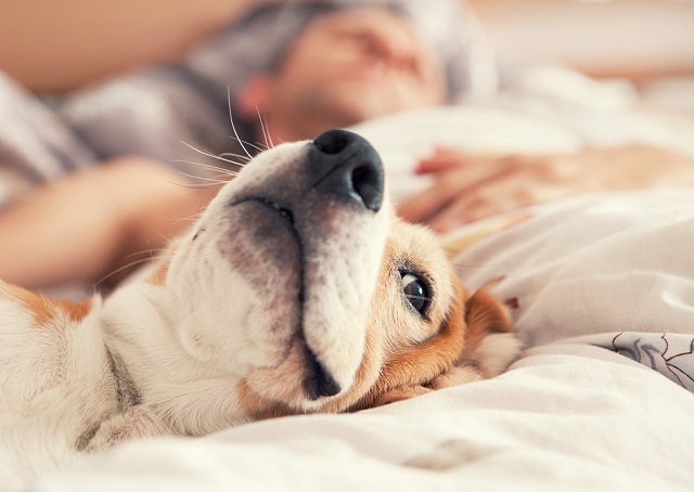 bigstock Lazy Beagle Lying In Bed With 104339036