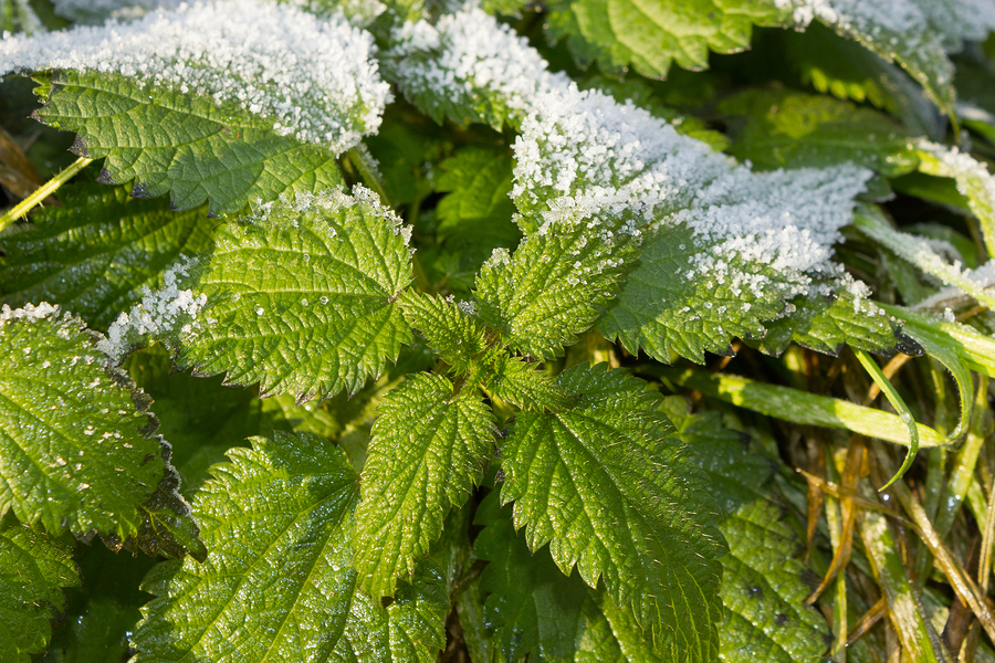 bigstock Urtica Dioica Often Called Co 164802779