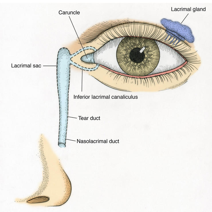 gettyimages 543370651 tear duct science source