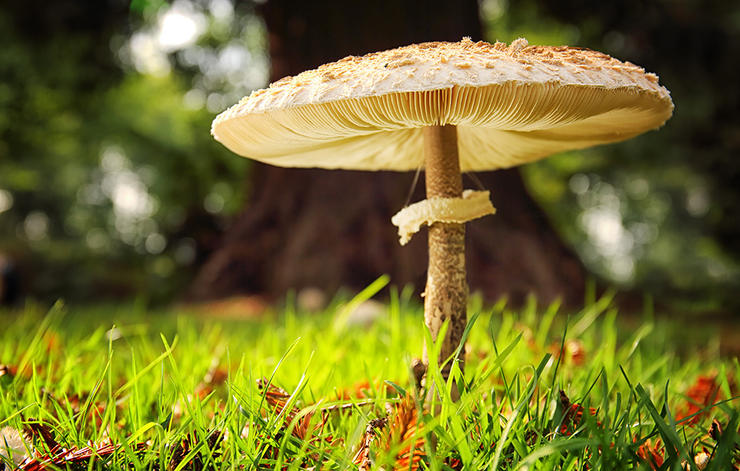 03 fungus jackie bale getty1000