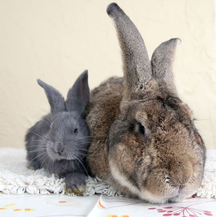 Clemmie-Moodie-meets-Jeff-the-Worlds-longest-bunny-rabbit