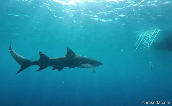 shark3