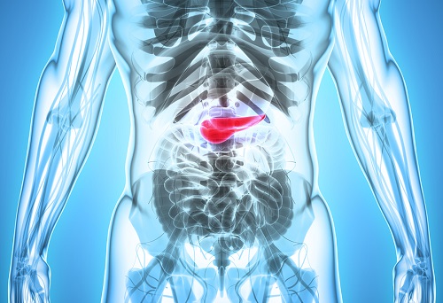 bigstock D Illustration Of Pancreas 182941813