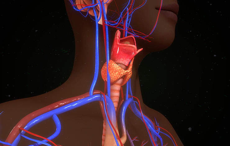 thyroid gland