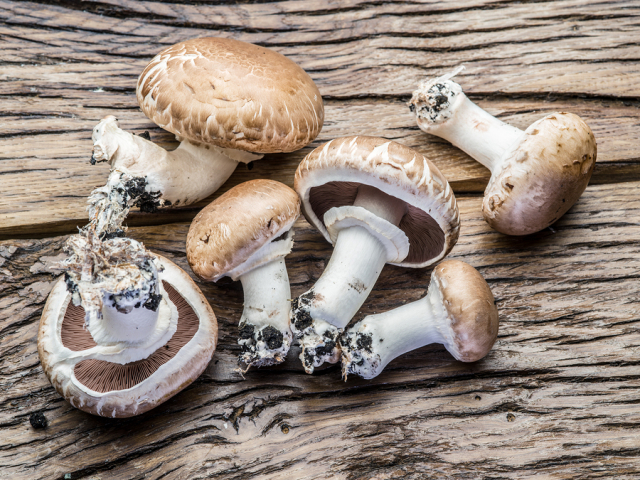 bigstock Champignon mushrooms on the wo 173671355