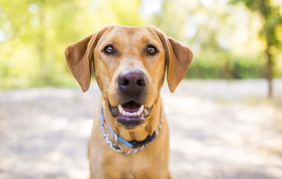 dog