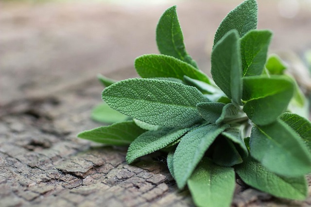 05 sage Home Remedies for Canker Sores 288699647 Viktory Panchenko 1024x683