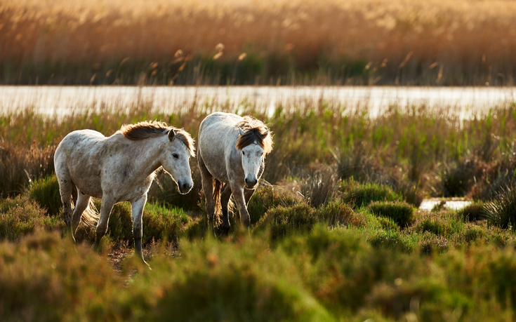 CAMARGUE ΠΡΟΒΗΓΚΙΑ