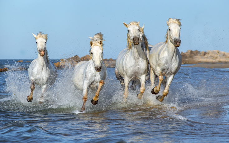 CAMARGUE ΠΡΟΒΗΓΚΙΑ