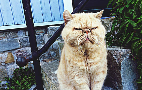 kaki diathesi cat
