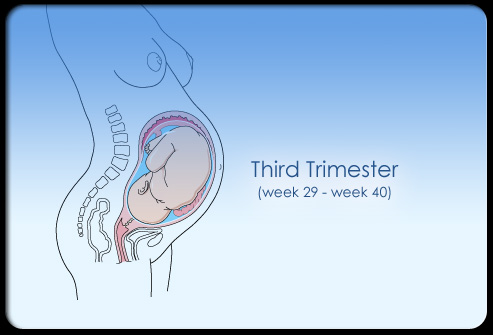 16preg
