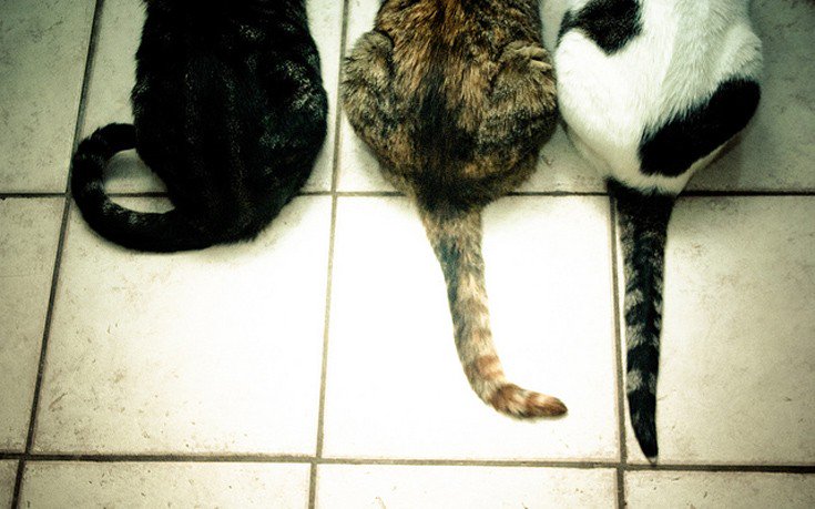 На хвосте каждой кошки. Кот с хвостом. Кот с переломанным хвостом. Кошачий хвост.