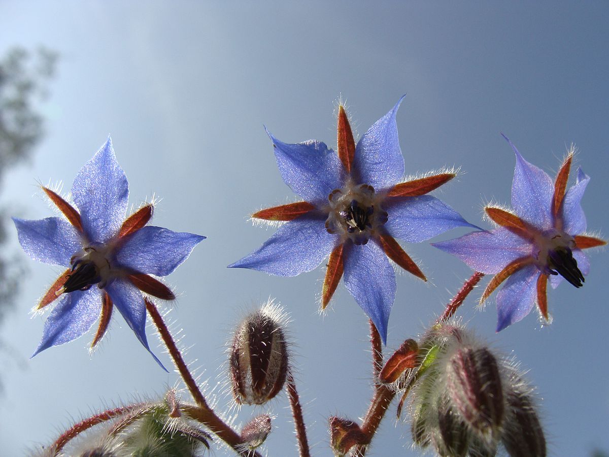 Borage starflower Rohtopurasruoho 01