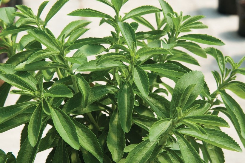 STEVIA