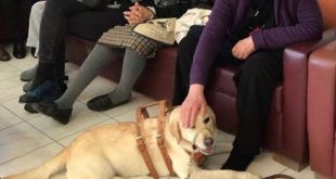Σκύλοι βοηθοί στην υπηρεσία ατόμων με άνοια ή Alzheimer