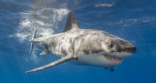 Το DNA του λευκού καρχαρία κρύβει μυστικά για τον καρκίνο