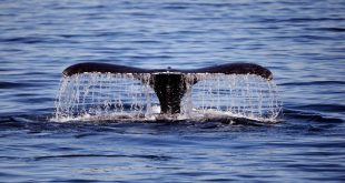 Φέρι συγκρούστηκε με φάλαινα στην Ιαπωνία, 87 τραυματίες