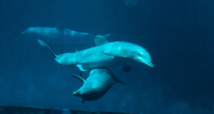 Ενδείξεις για Αλτσχάιμερ σε δελφίνια που είχαν εξοκείλει σε ακτές