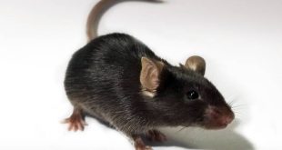 Κινέζοι επιστήμονες δημιούργησαν ποντίκια με «σούπερ όραση»