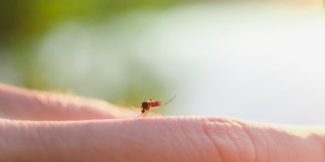 Πώς να αντιμετωπίσετε τα κουνούπια με φυσικούς τρόπους