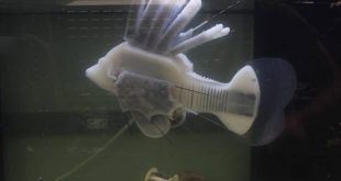 Έφτιαξαν ρομποτικό ψάρι που κινείται με συνθετικό αίμα