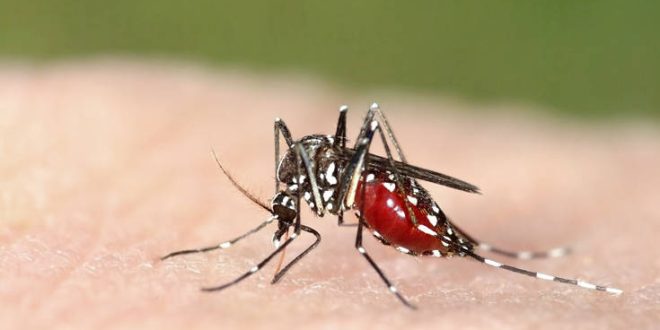 Ιός Δυτικού Νείλου: Οι περιοχές με τα περισσότερα μολυσμένα κουνούπια