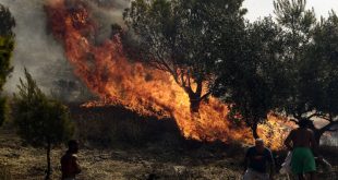Πυρκαγιά σε δασική έκταση στον δήμο Αρχαίας Ολυμπίας