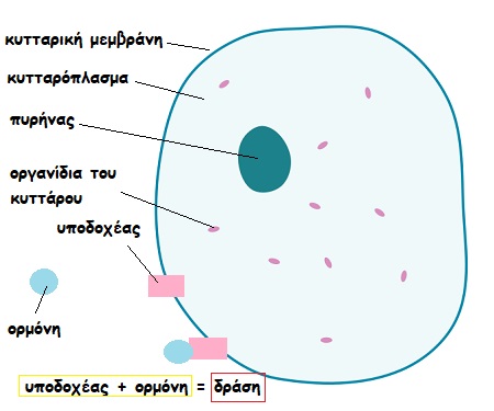 mitra 2