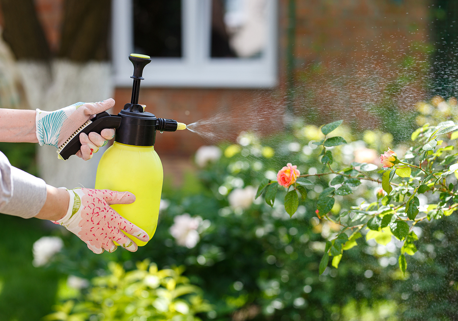 bigstock Woman Gardener Spraying Flower 304512091