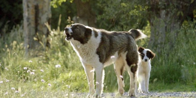 Διόνυσος: Αγέλη σκυλιών επιτέθηκε σε δυο νοσηλευτές