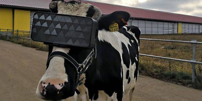 Ρώσοι βάζουν VR headsets σε αγελάδες για να είναι λιγότερο αγχωμένες