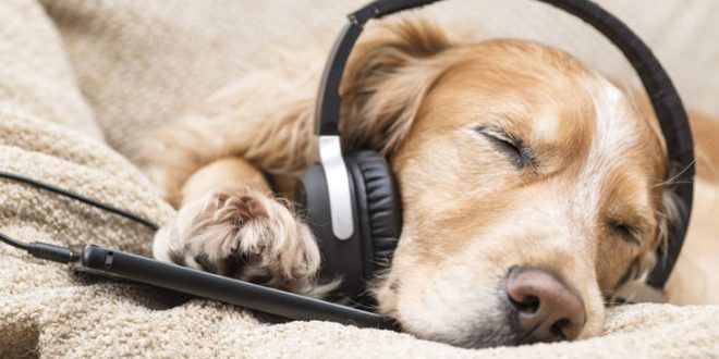 Spotify: Τώρα οι σκύλοι μπορούν να ακούν τη δική τους μουσική