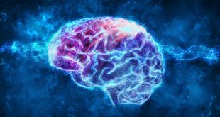 Τι κατάλαβαν οι επιστήμονες όταν είδαν μνήμες να σχηματίζονται στον εγκέφαλο